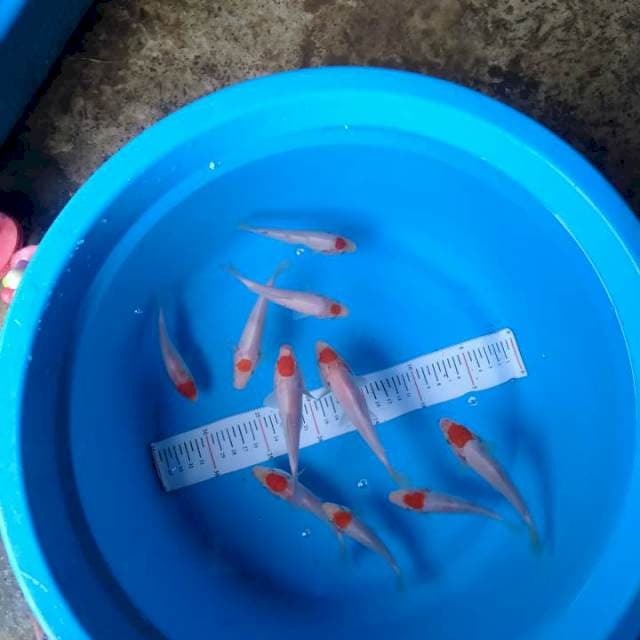 Tanco KOHAKu 12-15cm 10ekor