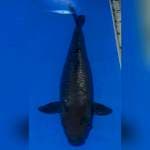 38cm soragoi ginrin jumbo..bulky joss manteeb