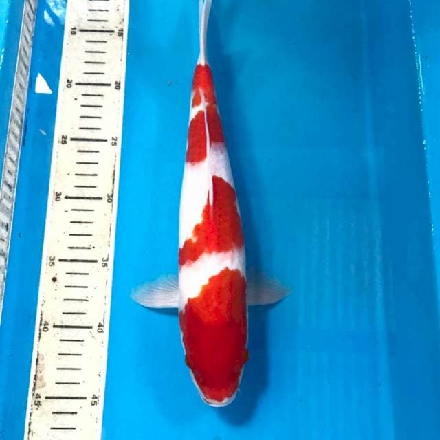 Kohaku, male 33 cm