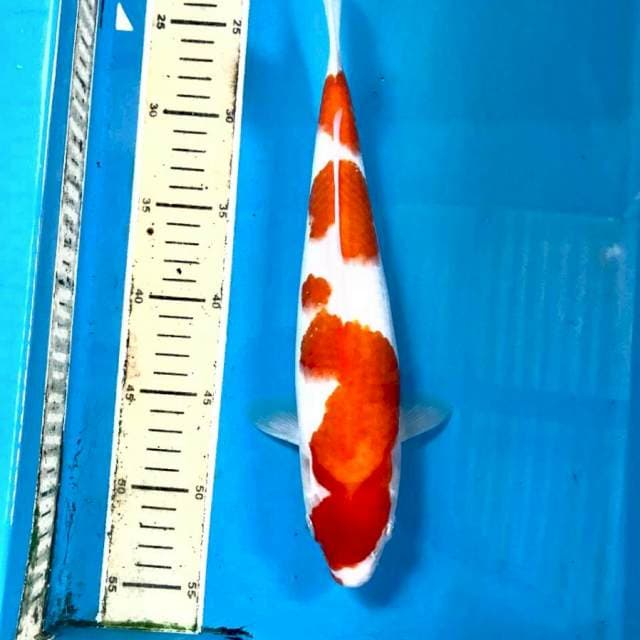 Kohaku, 32 cm