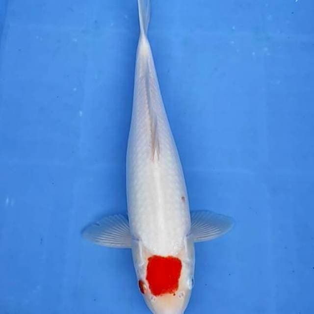 Tancho kohaku 35cm