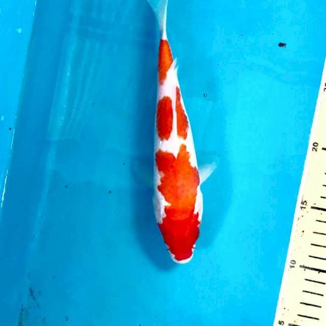 Kohaku, 22 cm