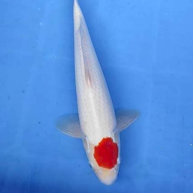 Tancho kohaku 35cm