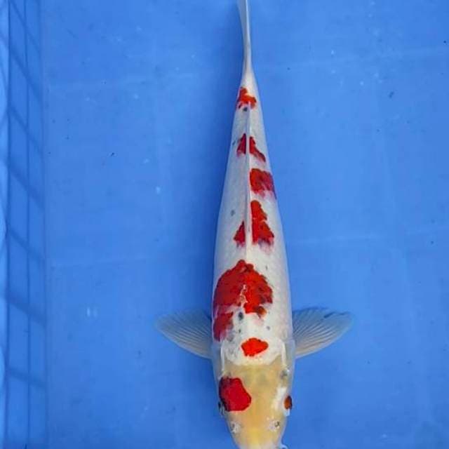 Ghosiki sakura 39cm
