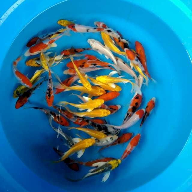 Sk mix