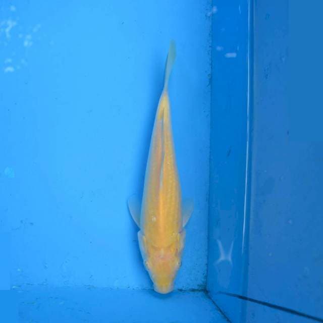 Red Eye Karashi F1