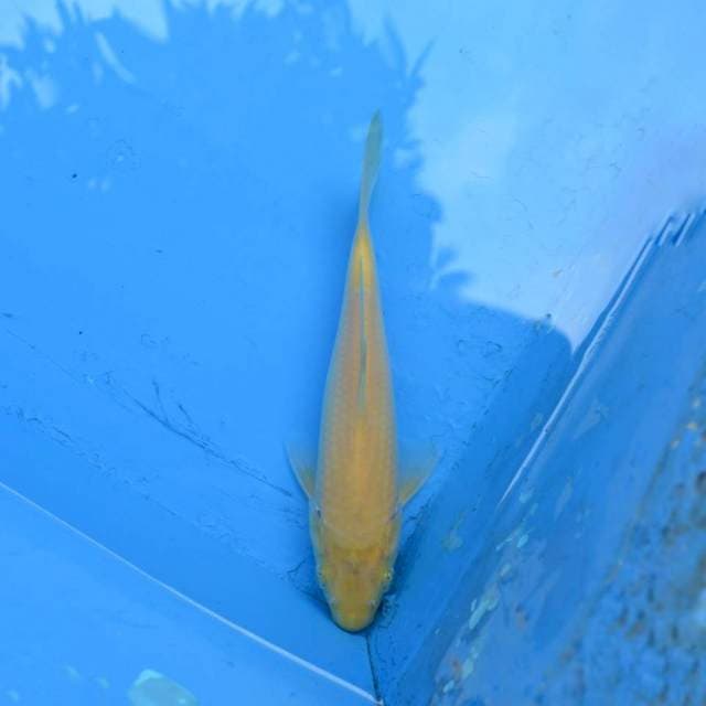 Karashi F1