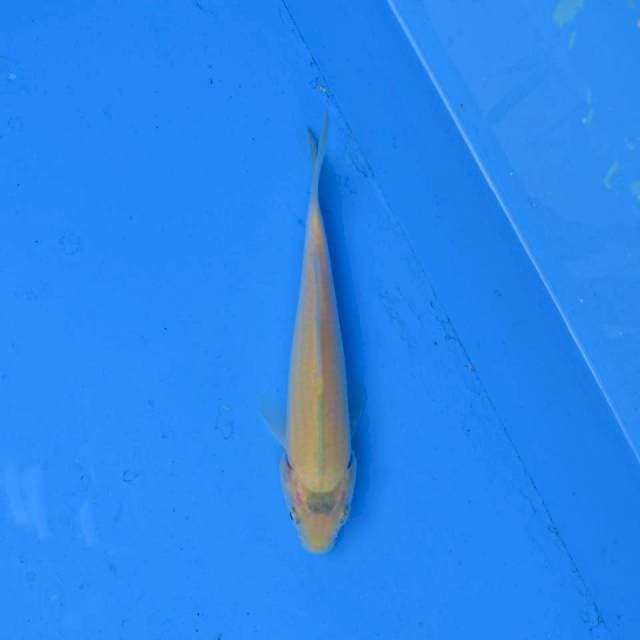 Karashi F1