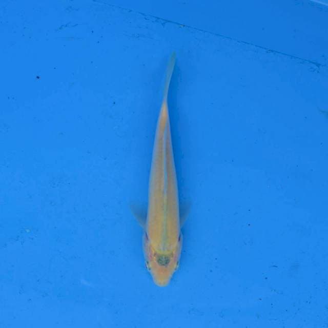 Karashi F1