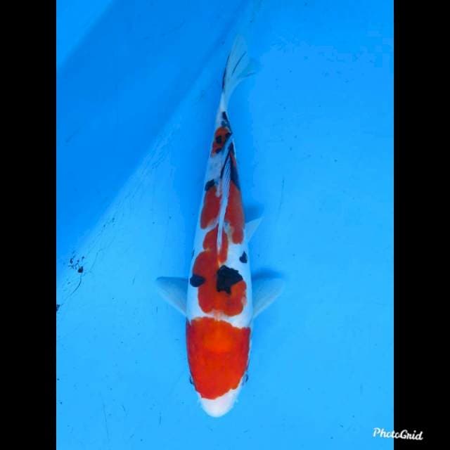 24cm male , Red Sanke Doitsu Ori