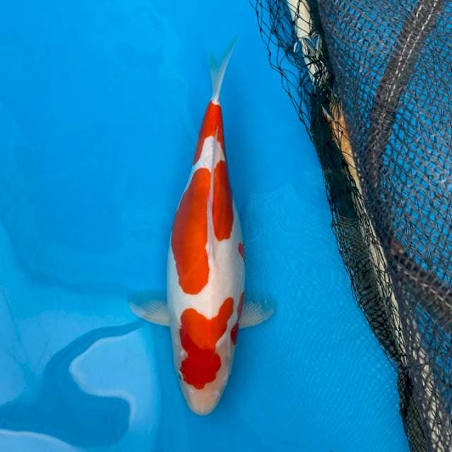 Doitsu mulus female