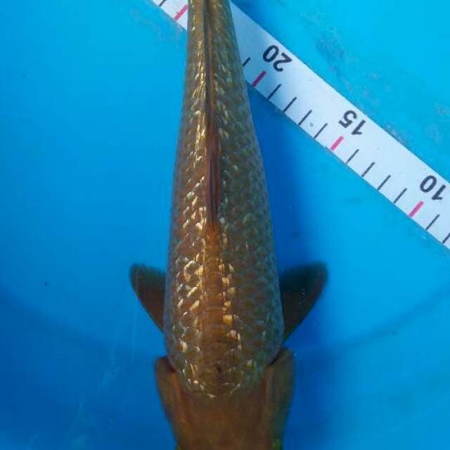 tembaga gindirn