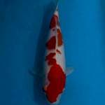 37cm kohaku male