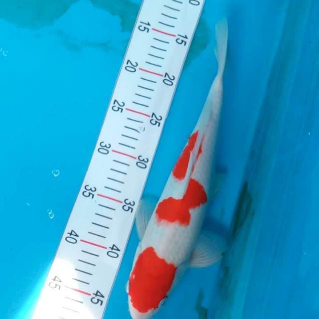 Kohaku bulki calon mama 