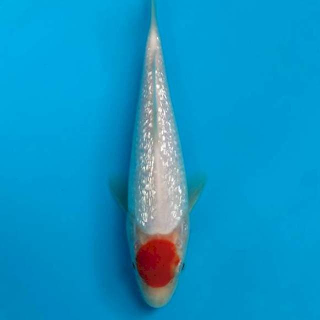 Tancho Kohaku Ginrin 20bu
