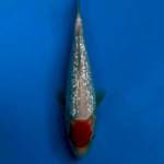 Tancho Kohaku Ginrin 20bu