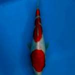 Kohaku 25bu
