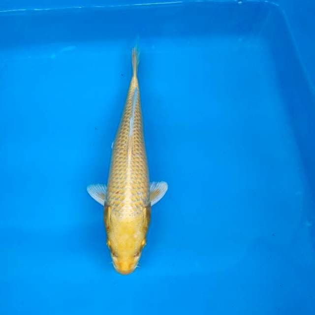 Yamabuki Ogon