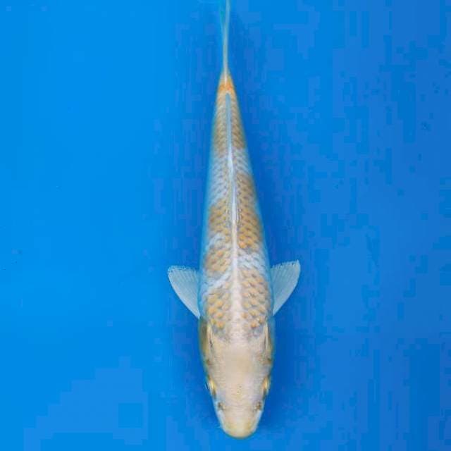 Hariwake