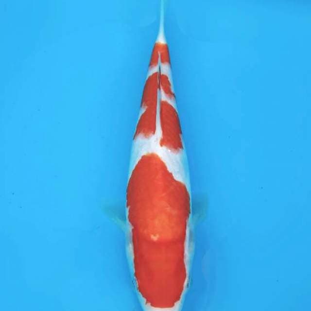 Kohaku