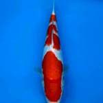 Kohaku 