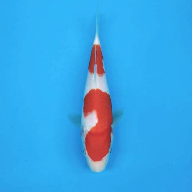 Sandan Kohaku 20bu