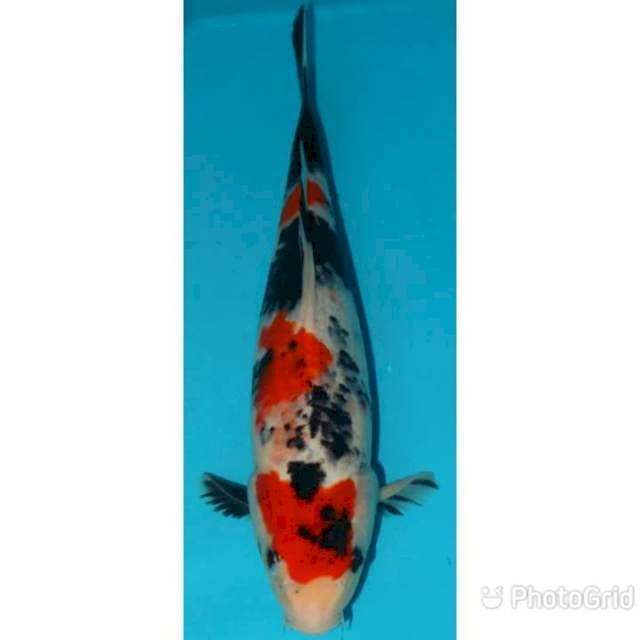 Showa 33cm