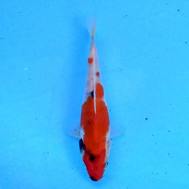 Kindai Showa 15 cm