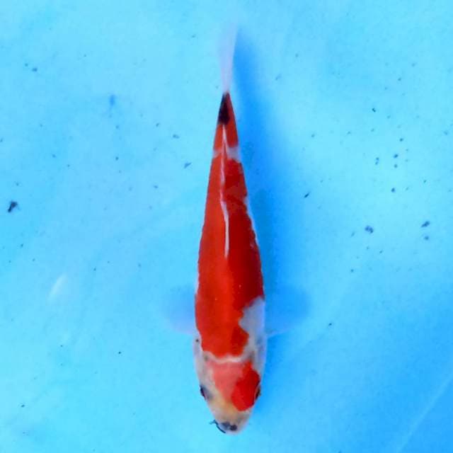 Tategoi Showa 14 cm