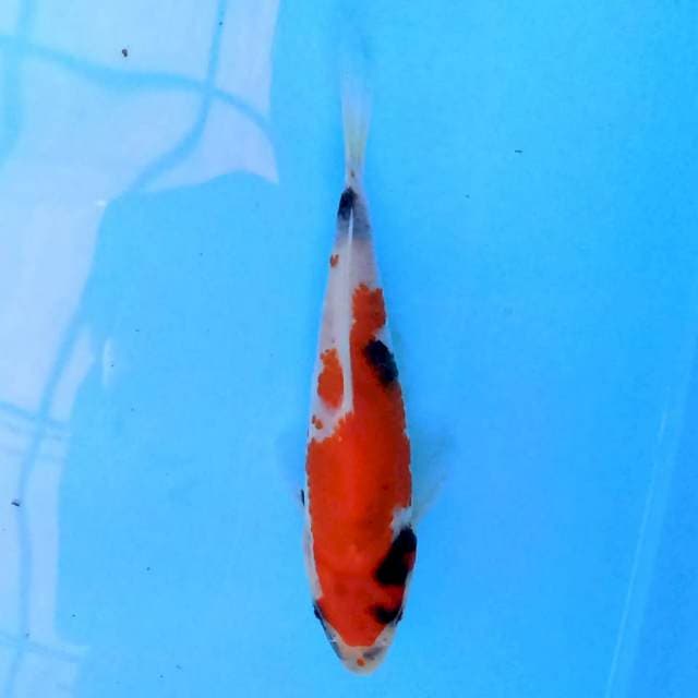 Tategoi Showa 15 cm