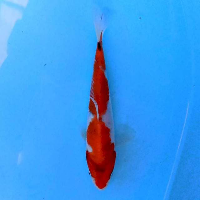 Showa Tategoi 16 cm