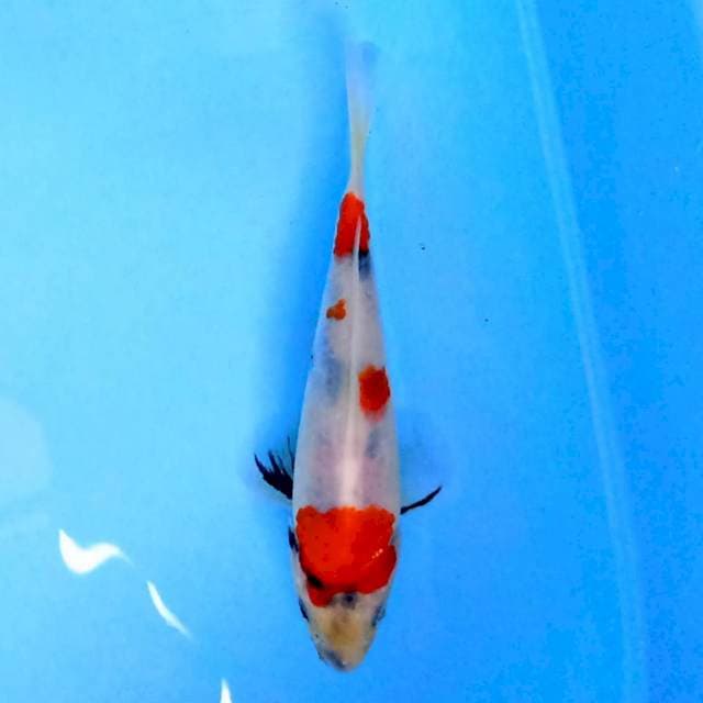 Kindai Showa 15 cm