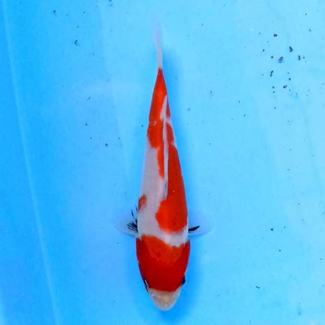 Kinsai Showa 15 cm