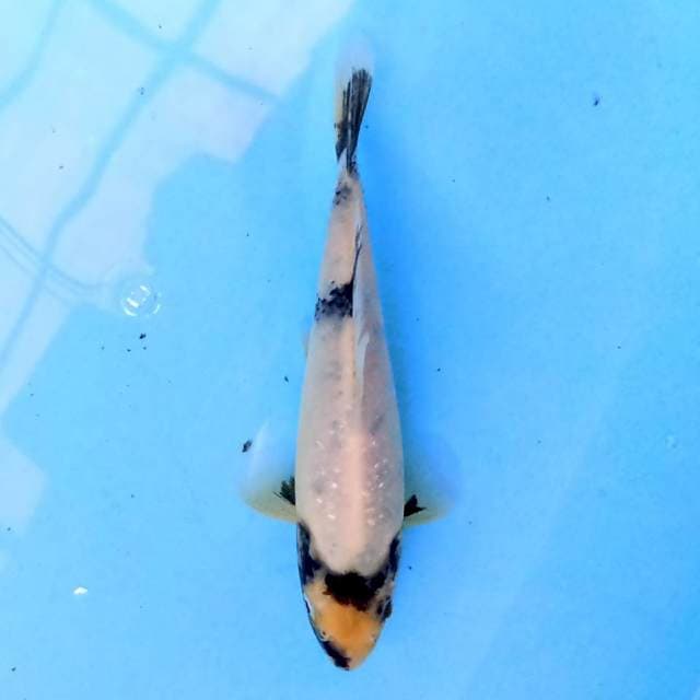 Tategoi Shiro 17 cm