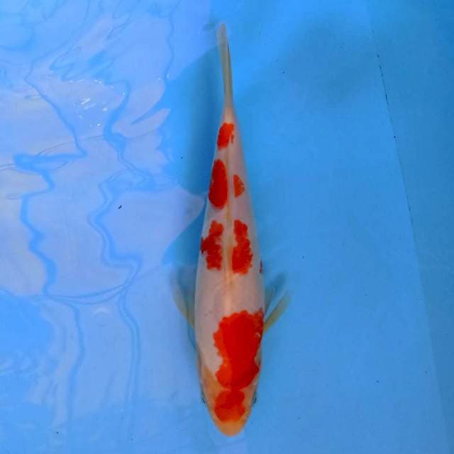 Kohaku 4 step 21 cm