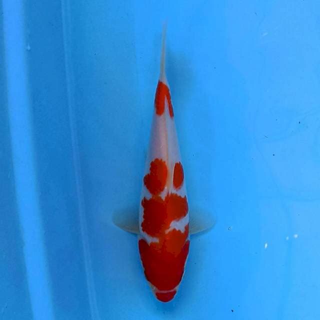 Kohaku kuchibeni 20 cm