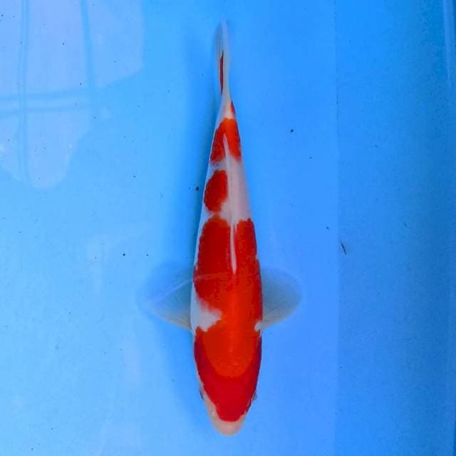 Kohaku 20 cm