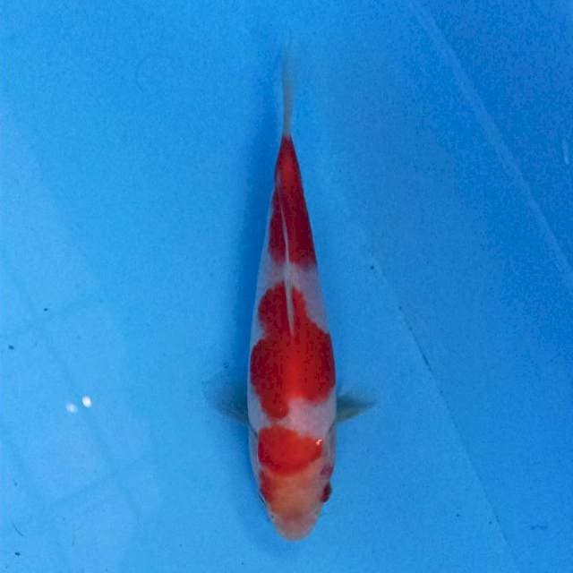 Kohaku 3 step 18 cm