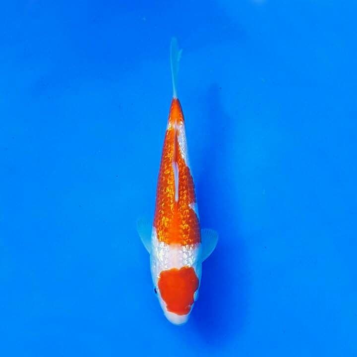 KOHAKU GINRIN IMPOR TANIGUCHI