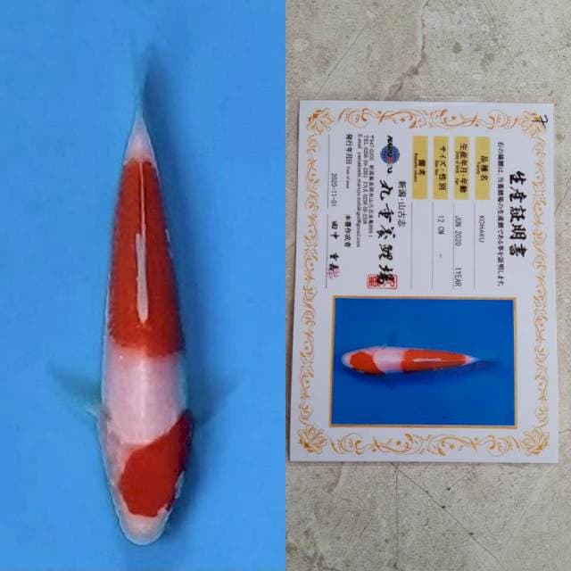 marujyu kohaku 12cm certi