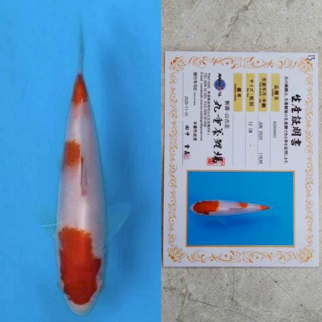 marujyu kohaku 12cm certi