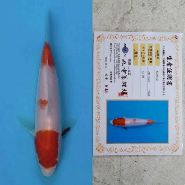 marujyu kohaku 13cm certi