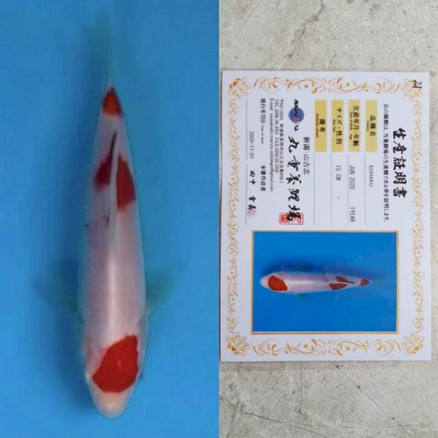 marujyu kohaku 15cm certi