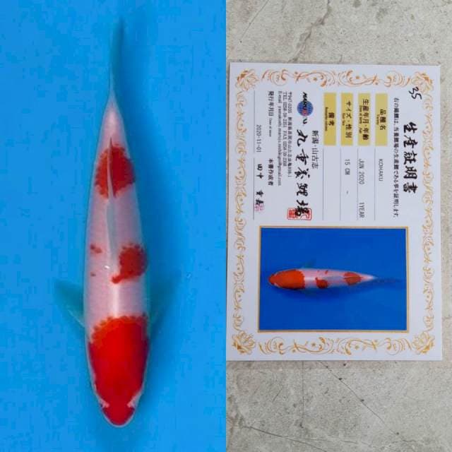 marujyu kohaku 15cm certi
