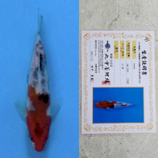 marujyu sanke 13cm certi