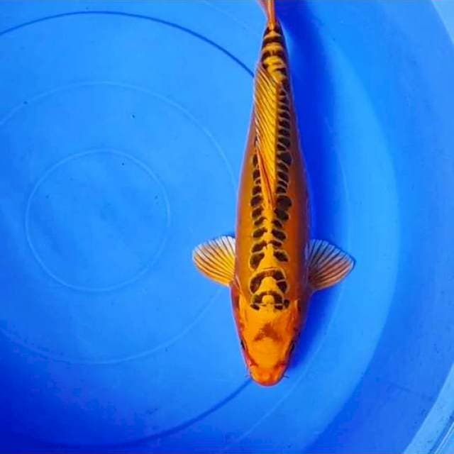 MIZUHO 35 CM...ππ»ππ»ππ»