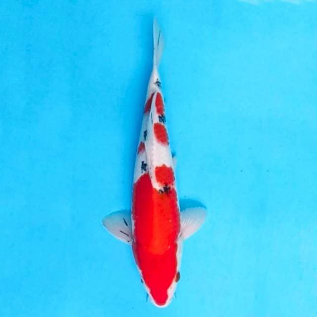 THAISO SANKE STRONG, JANTANTAN 32CM 