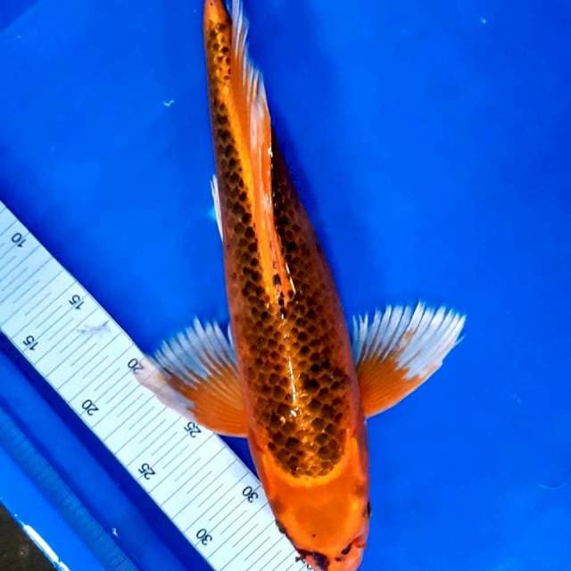 Sleyer/kumpay 43 cm 