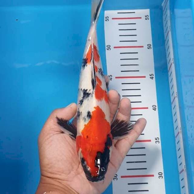 Showa Merah 29