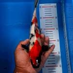 Showa Merah 29